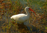 DSCN4057_IbisWading.jpg