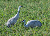 DSC_2288a.jpg