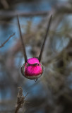 DSC_2823a.jpg