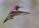 DSC_2876a.jpg
