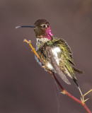 DSC_3507a.jpg