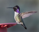 DSC_4152a.jpg
