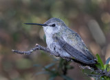 DSC_5098a.jpg