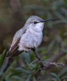 DSC_5153a.jpg
