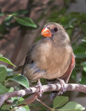 DSC_5208a.jpg