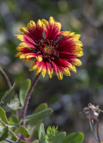 DSC_5217a.jpg