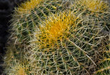 DSC_5251a.jpg
