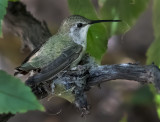 DSC_5634a.jpg