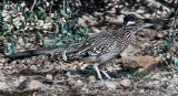 DSC_5787a.jpg