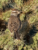 DSC_6112a.jpg