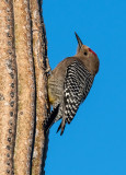 DSC_6146a.jpg
