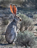 DSC_6799a.jpg