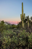 DSC_3253a.jpg