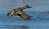 DSC_6164a.jpg