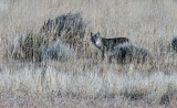 DSC_9042a.jpg