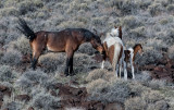 DSC_7310a.jpg