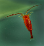 DSC_5430cC.jpg
