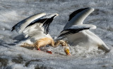 DSC_3147a.jpg