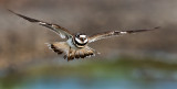 DSC_7625a.jpg