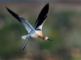 DSC_9598a.jpg