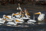 DSC_3962a.jpg