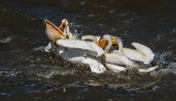 DSC_5592a.jpg
