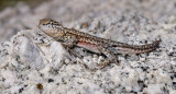 DSC_7658a.jpg