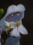 DSC_8000a.jpg