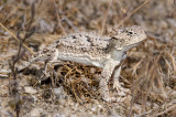 DSC_8061a.jpg