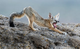 DSC_8022a.jpg