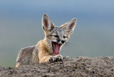 DSC_8303a.jpg
