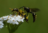 DSC_8327a.jpg