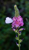 DSC_8687a.jpg