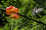 DSC_8841a.jpg