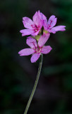 DSC_8902a.jpg