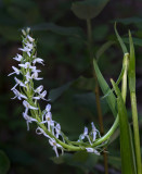 DSC_8941a.jpg