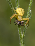DSC_0823a.jpg