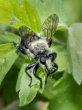 DSC_0941a.jpg