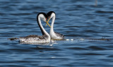 DSC_2637a.jpg