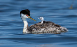 DSC_3054a.jpg