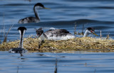DSC_4041a.jpg