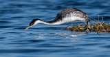 DSC_5090a.jpg