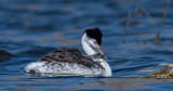 DSC_8373a.jpg