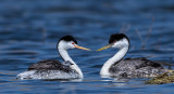 DSC_8597a.jpg