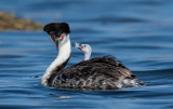 DSC_1634a.jpg