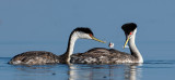 DSC_4786a.jpg