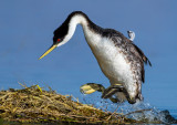 DSC_5264bC.jpg