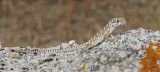 DSC_9214a.jpg