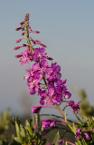 DSC_9473a.jpg