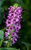 DSC_9541a.jpg